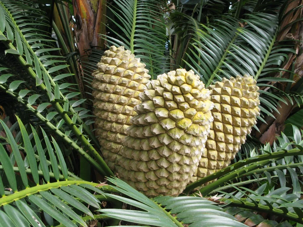 Jardim Tropical