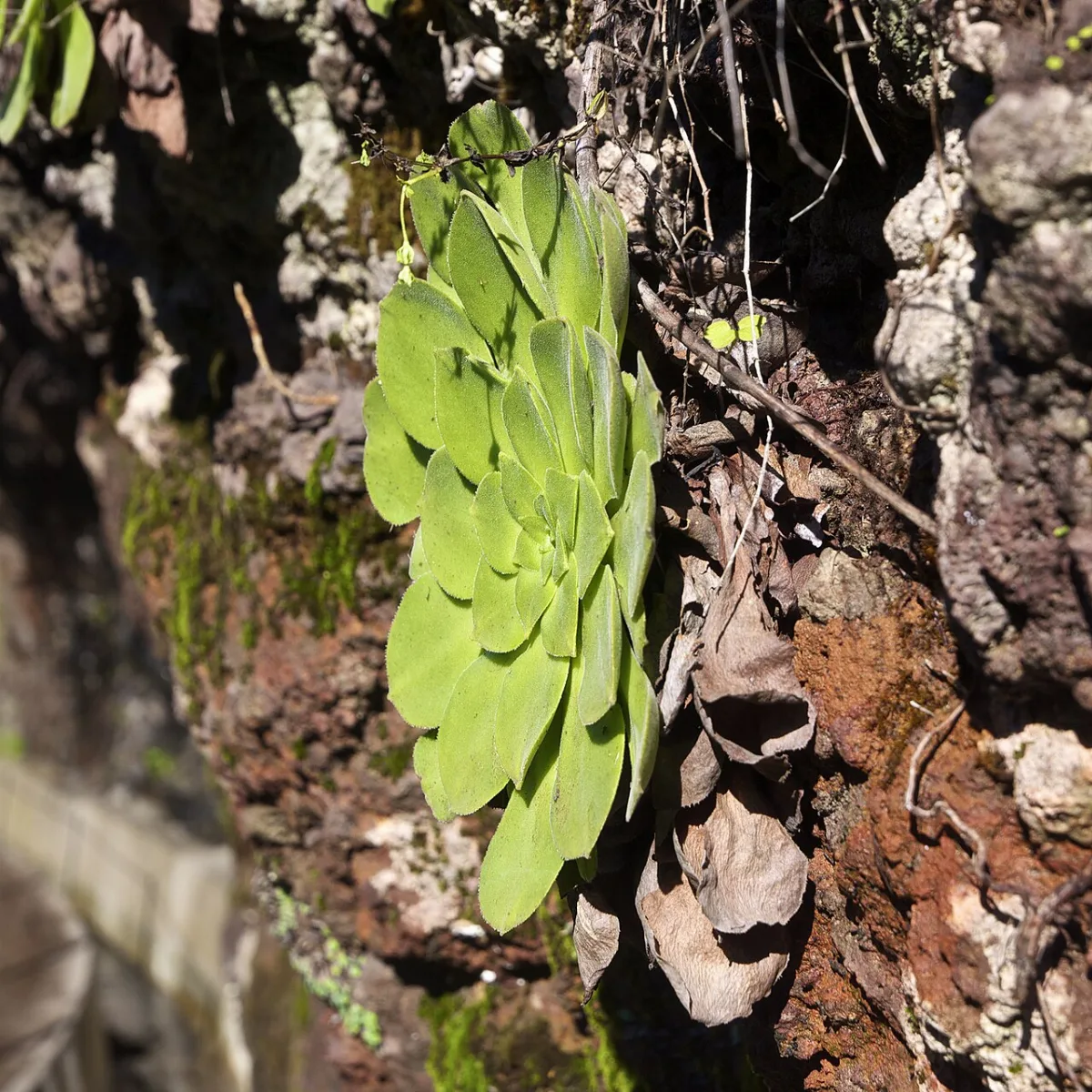 Levada Nova dos Canhas
