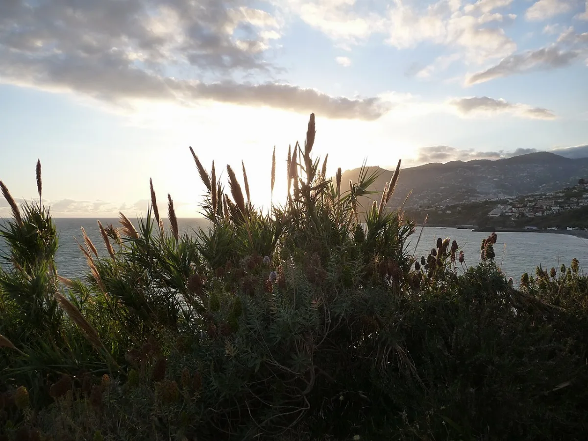 Ponta da Cruz