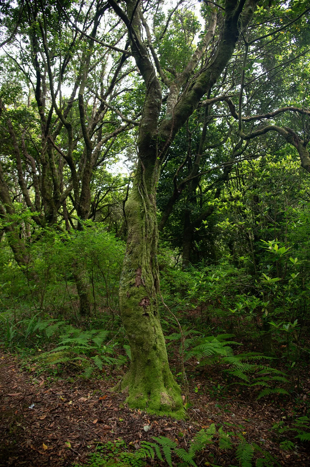 PR 22 - Vereda do Chão dos Louros