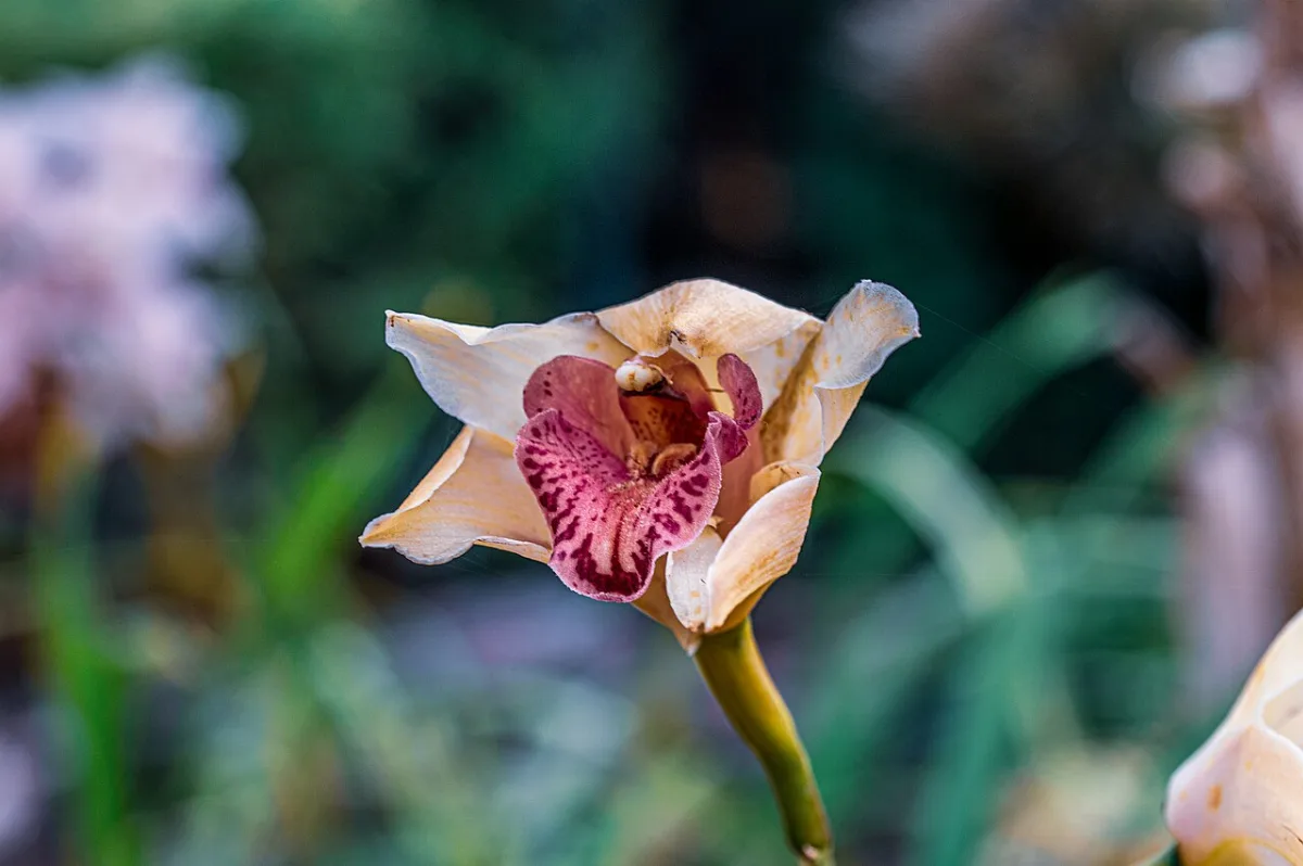 Quinta da Boa Vista Orchid Garden