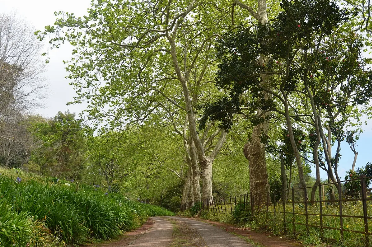 Quinta do Palheiro Ferreiro